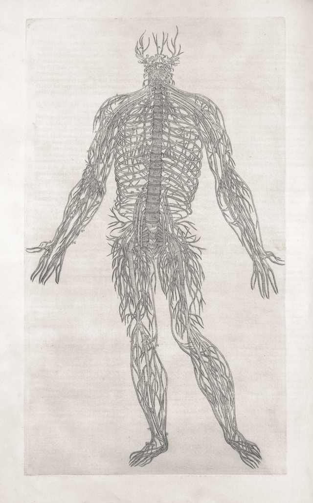 How Pinched Nerves Happen After an Auto Accident