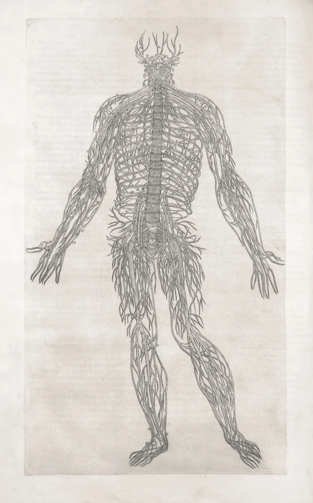 How Pinched Nerves Happen After an Auto Accident